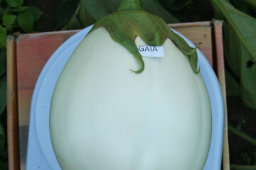 gaia f1 14347
