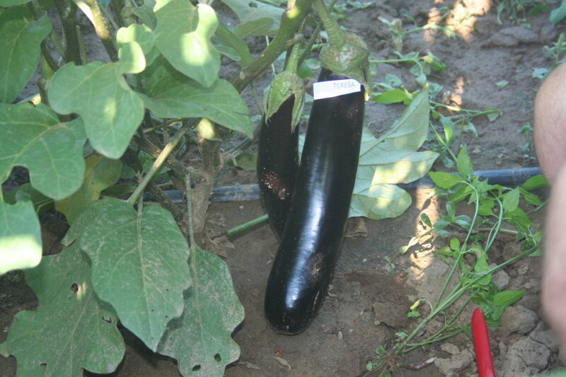 01_Teresa_F1