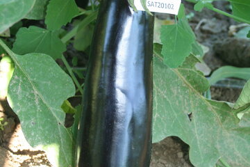 sat 20102
