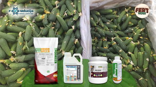 25 09 2025 kampanja kornioni v2