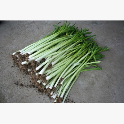 luk_praziluk kamus crx 3509