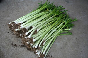 luk_praziluk kamus crx 3509