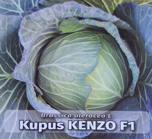 kupus_kenzo