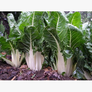 seme povrca gramature profi_blitva srebrnolisna 14817