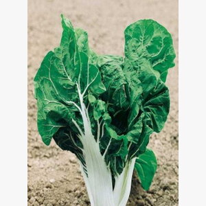 seme povrca gramature profi_blitva srebrnolisna 14819