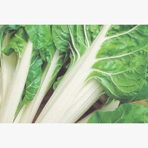 seme povrca gramature profi_blitva srebrnolisna