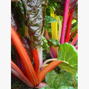 seme povrca gramature profi_blitva verte a carde couleur 14822