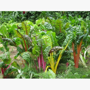 seme povrca gramature profi_blitva verte a carde couleur