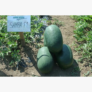 lubenica_samba f1 14824