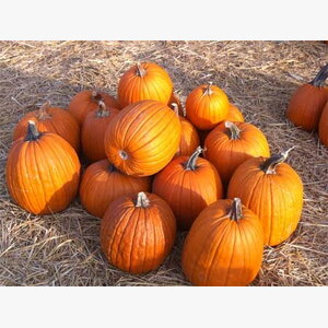 seme povrca gramature profi_tikva halloween 14829