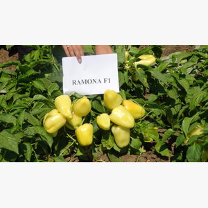 paprika_ramona f1 14832