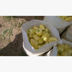 paprika_ramona f1 14835