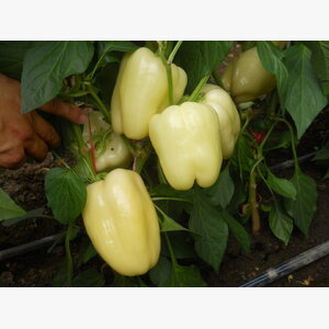 paprika_ramona f1 14836