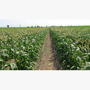 kukuruz secerac_secerac sunrise f1 14838