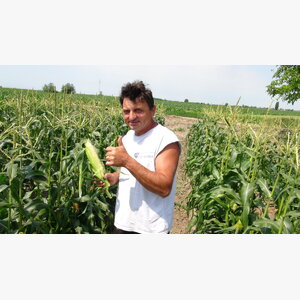 kukuruz secerac_secerac sunrise f1