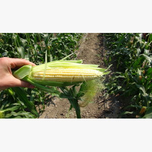 kukuruz secerac_secerac sunrise f1 14839