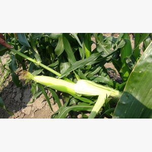 kukuruz secerac_secerac sunrise f1 14840