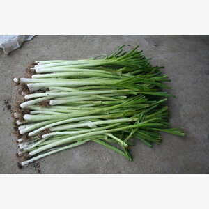 luk_praziluk kamus crx 3509 14842