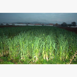 luk_praziluk kamus crx 3509 14844