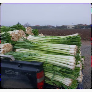 luk_praziluk kamus crx 3509