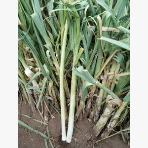 luk_praziluk kamus crx 3509 14845