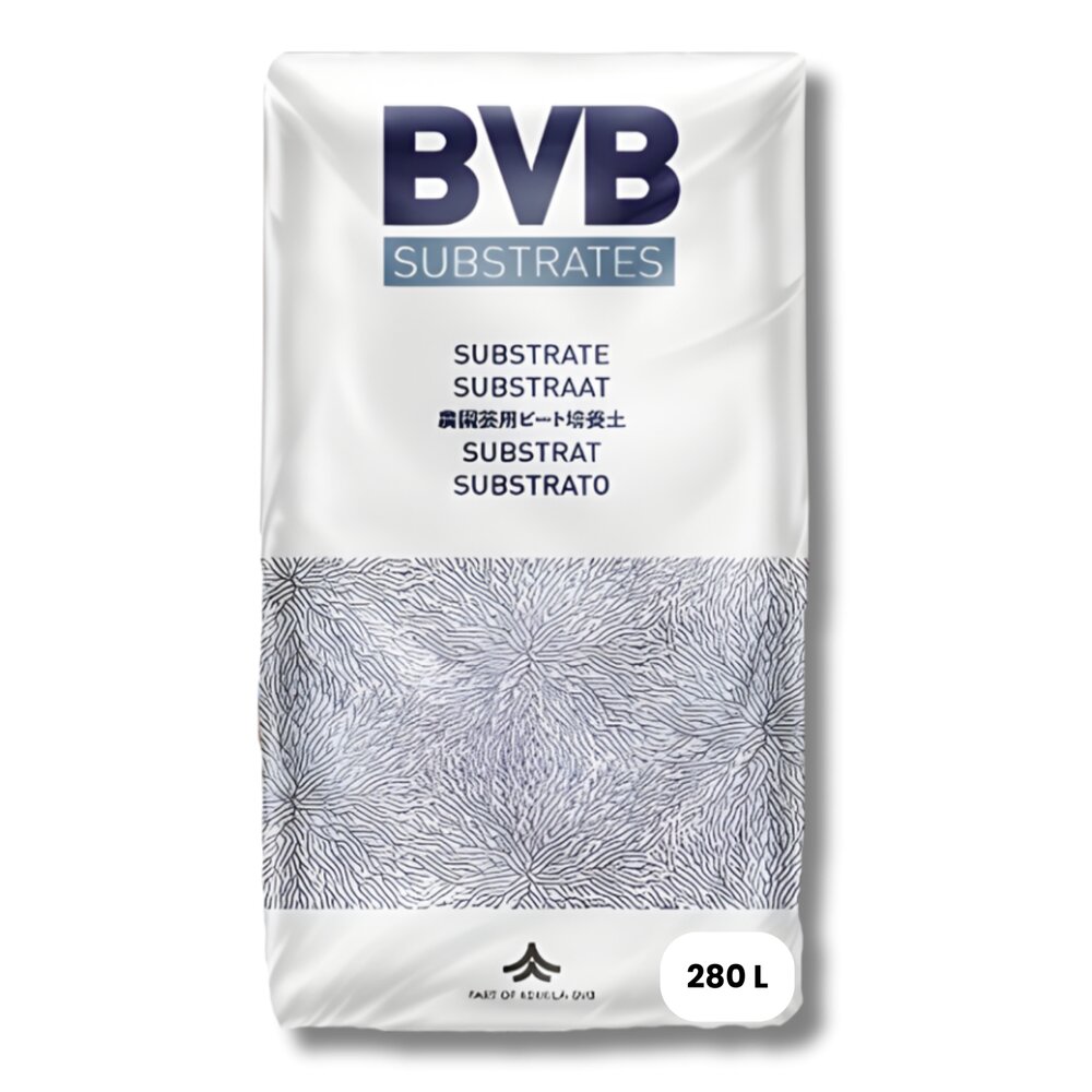 bvb seedling 232