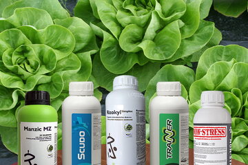 povrtari 15 12 2025 1