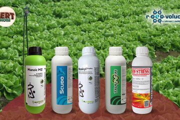 povrtari 15 12 2025 2