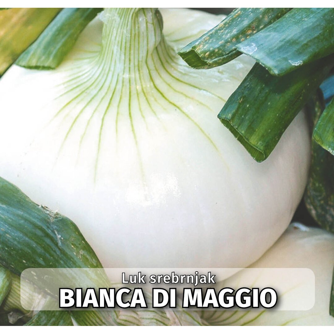 biancadimaggio.jpg