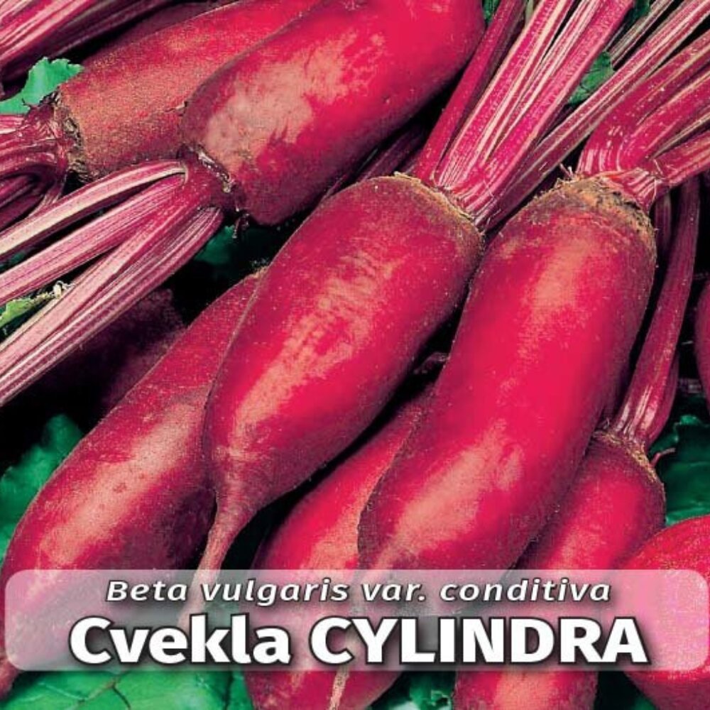 cvekla cylindra 264