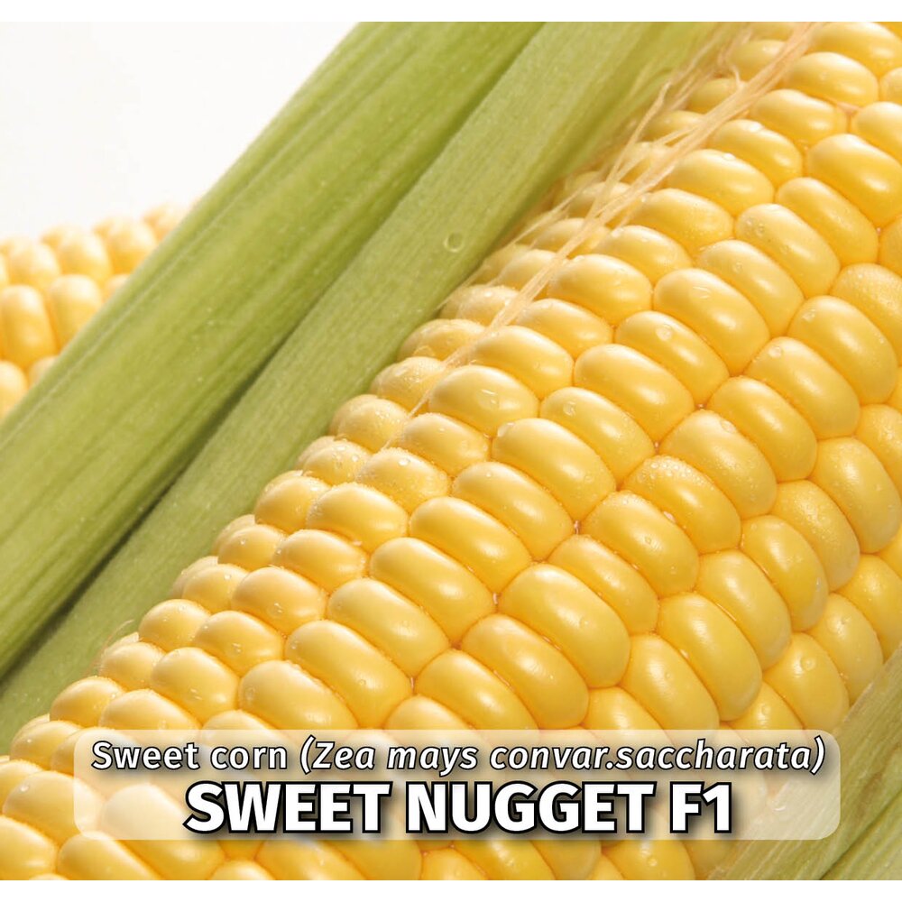 sweet nugget f1 281