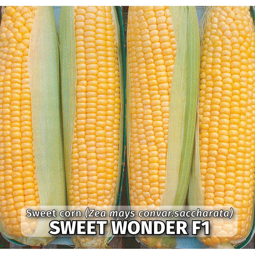 sweetwonder.jpg
