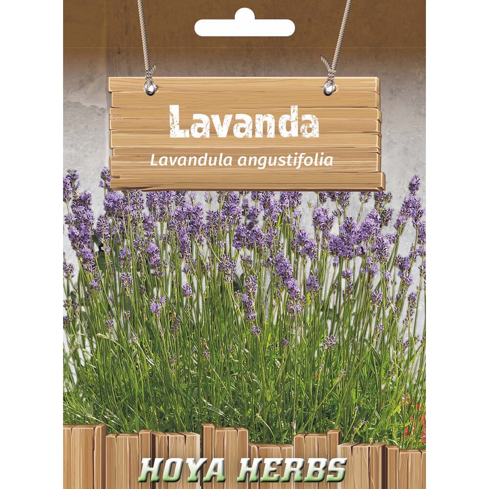 lavanda 344
