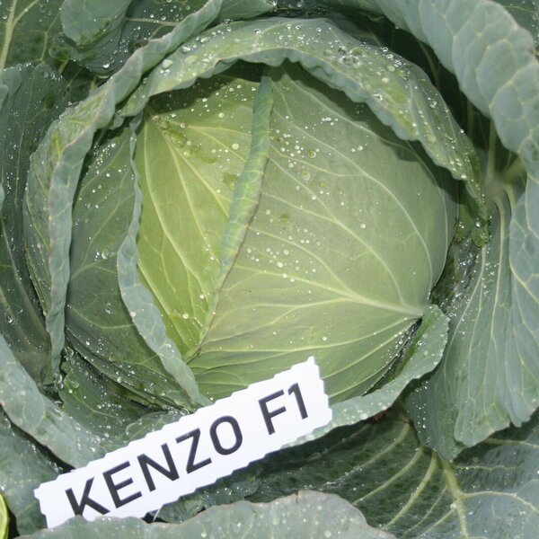 kenzo-f1-11219.jpg