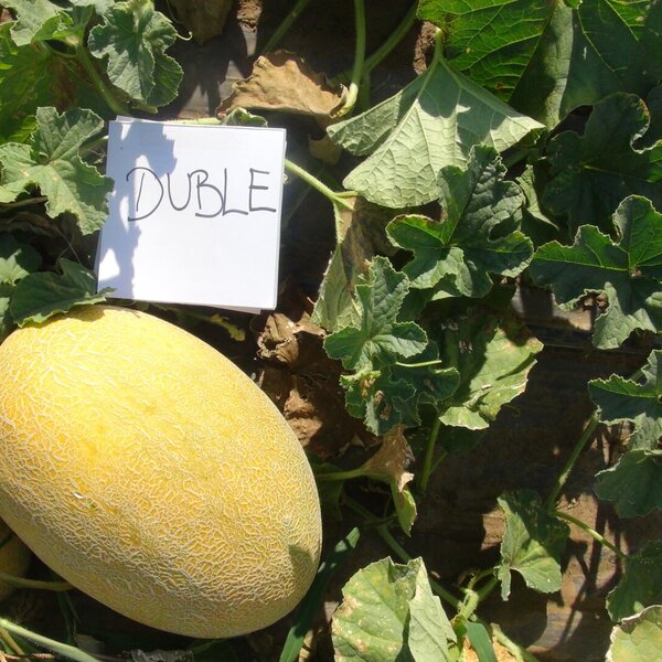 duble-f1-4967.jpg