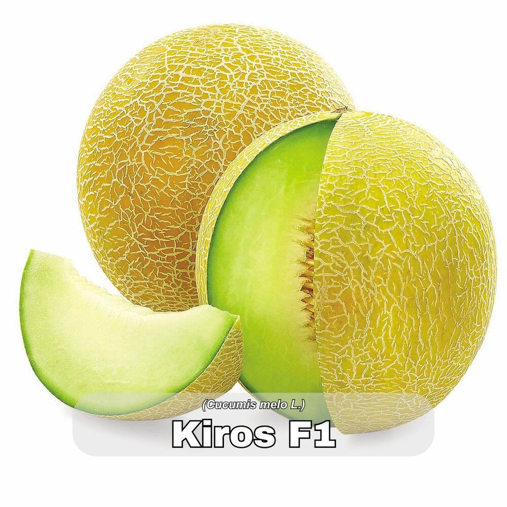 dinje kiros f1 273