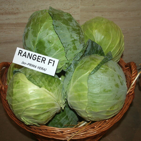 ranger-f1-10979.jpg