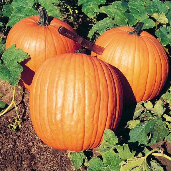 halloween.jpg