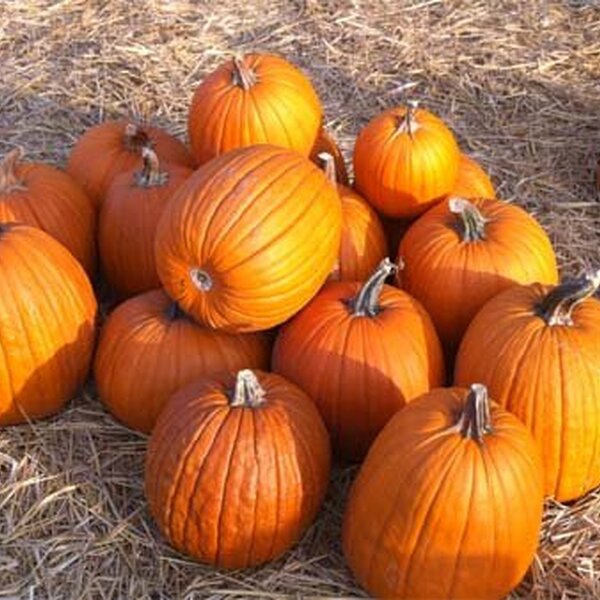 halloween-5050.jpg