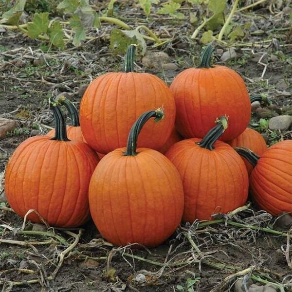halloween-5051.jpg