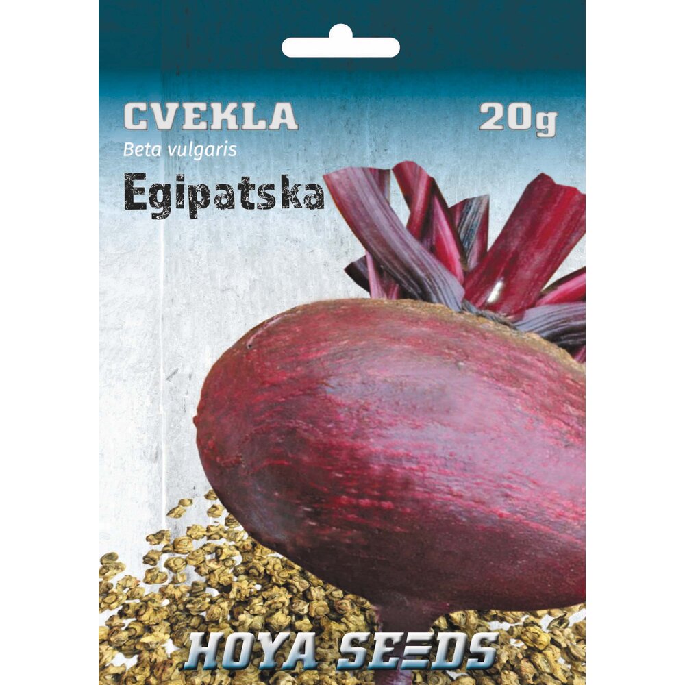 cvekla egipatska 380