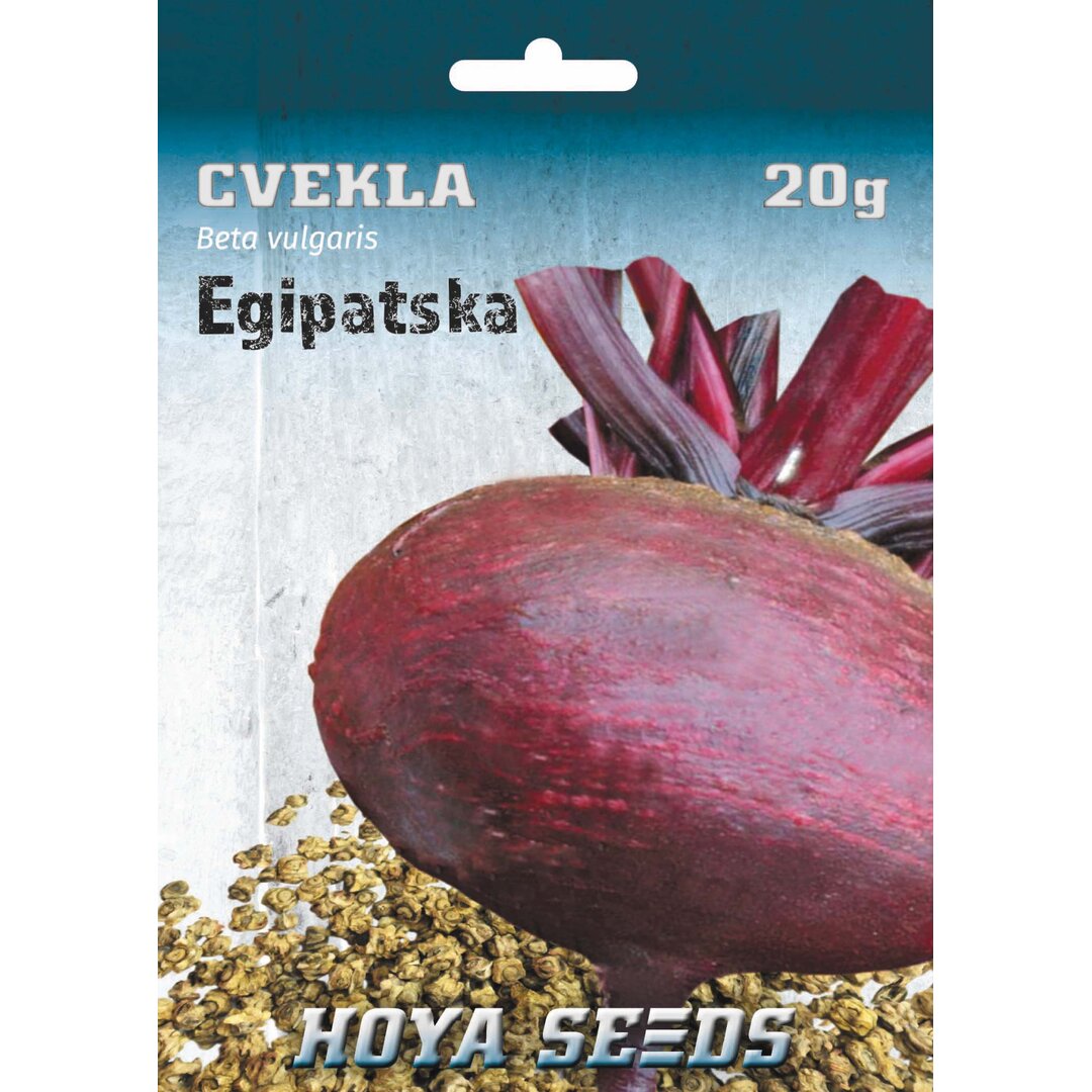 Cvekla_Egipatska.jpg