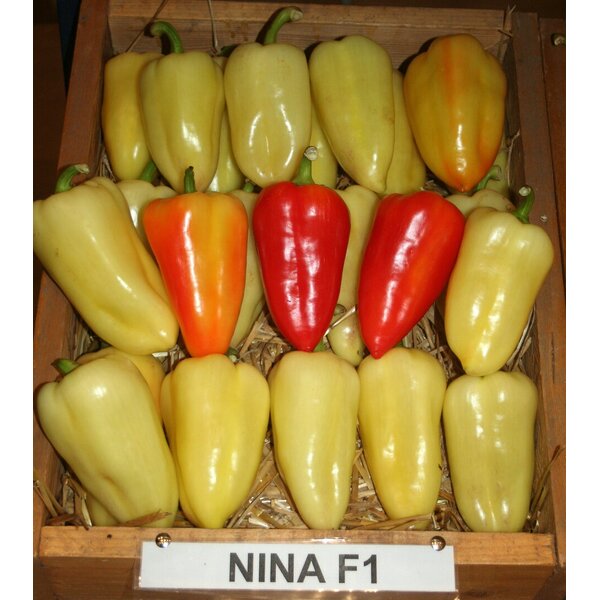 nina-f1-11003.jpg