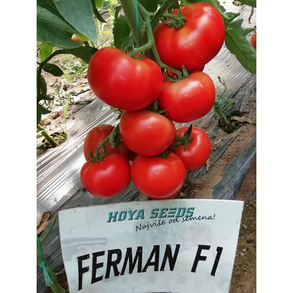 Ferman-F1-(1).jpg