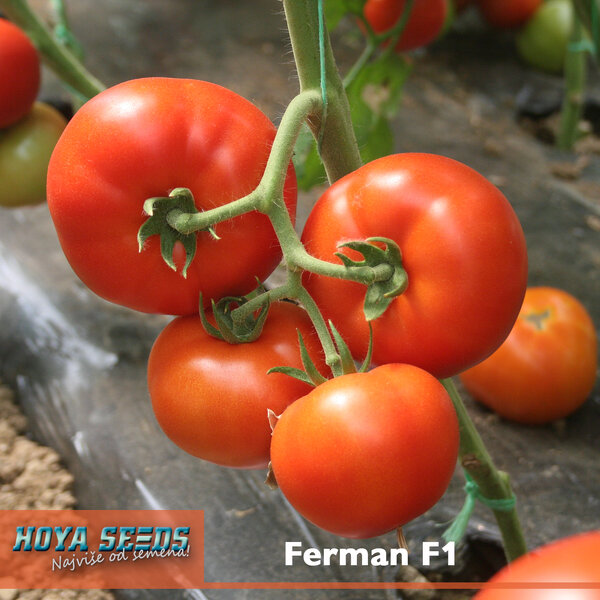 Ferman-F1-1.jpg
