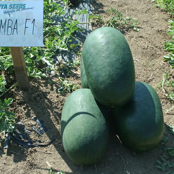 samba-f1-13326.jpg