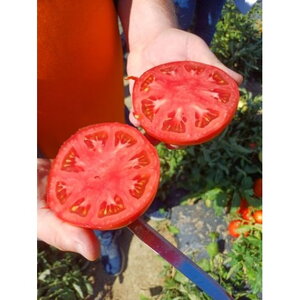 paradajz_compass f1 14953