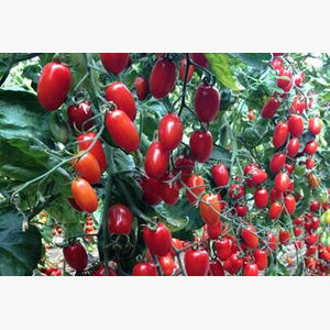 paradajz_zuchherino f1