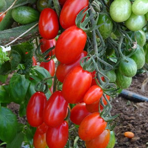 paradajz_zuchherino f1 14966