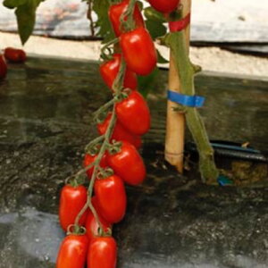 paradajz_zuchherino f1 14967